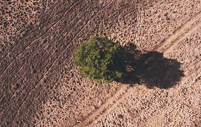 Arbre dans un champ sec