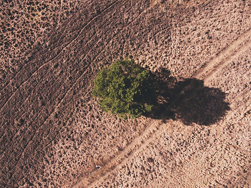 Aerial Photo of a Field