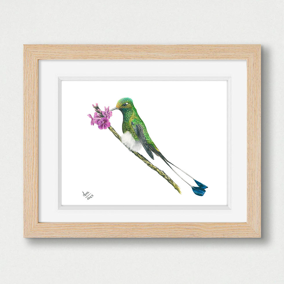 Thumbnail: White-booted Racket-tail (Ocreatus underwoodii) – Original Drawin