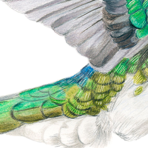 Thumbnail: White-necked Jacobin (Florisuga mellivora) – Original Drawing