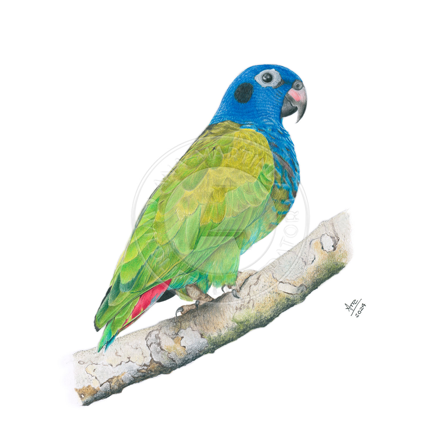 Blue-headed Parrot (Pionus menstruus) – Giclée Print