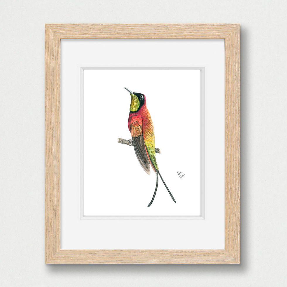 Thumbnail: Crimson Topaz (Topaza pella) – Original  Drawing