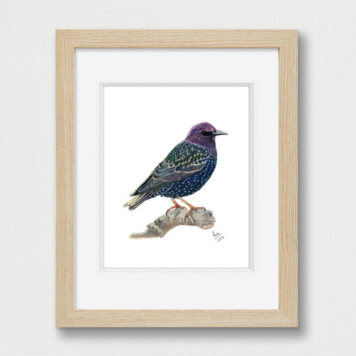 Common Starling (Sturnus vulgaris) - Giclée Print | Ana María