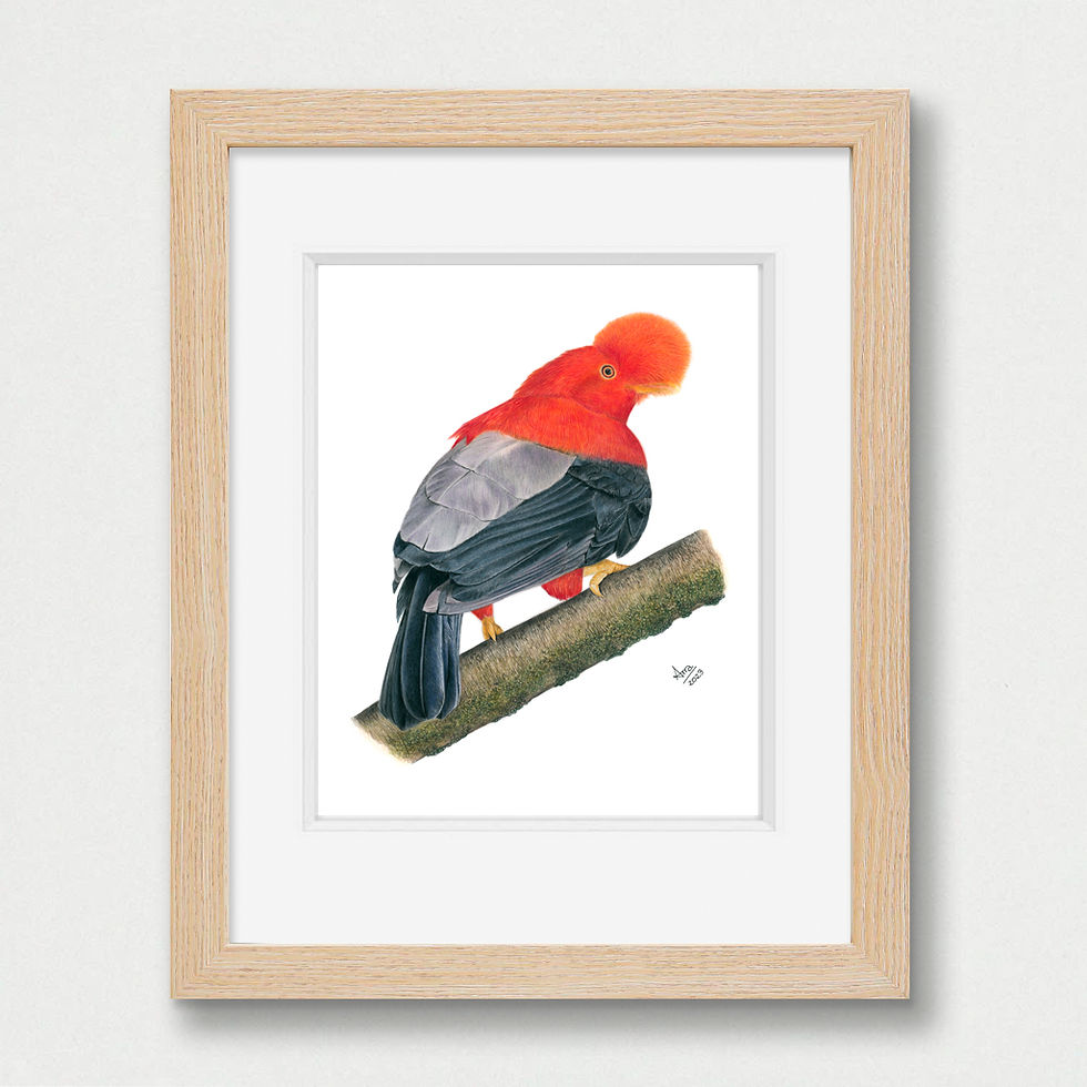 Thumbnail: Andean Cock-of-the-rock (Rupicola peruvianus) – Giclée Print