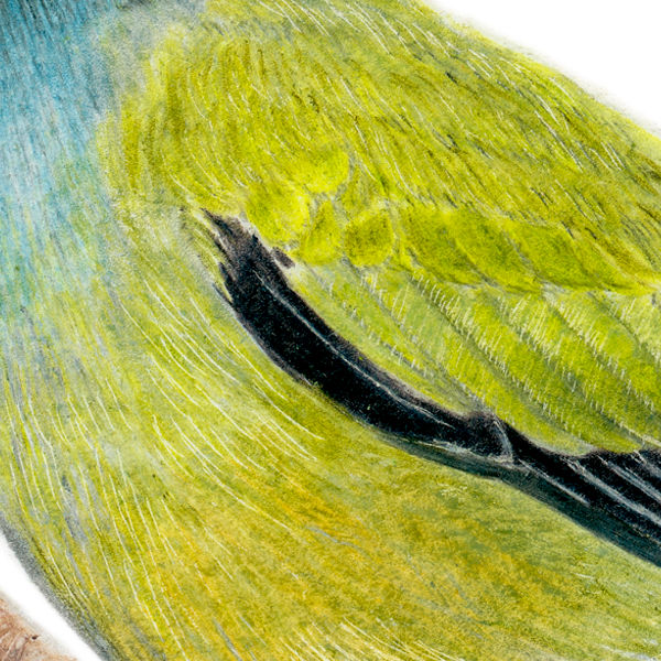 Thumbnail: Australasian Figbird (Sphecotheres vieilloti) - Giclée Print