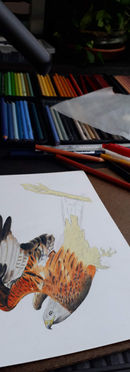 Red kite: Colored Pencil Process
