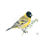 Thumbnail: Hooded Siskin (Spinus magellanicus) – Giclée Print