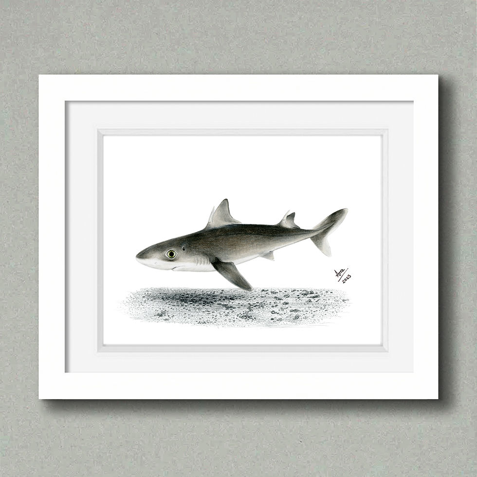 Thumbnail: Shortspine Spurdog (Squalus mitsukurii) - Giclée Print