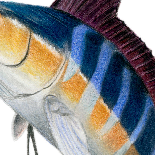 Thumbnail: Striped Marlin (Kajikia audax) Original Drawing
