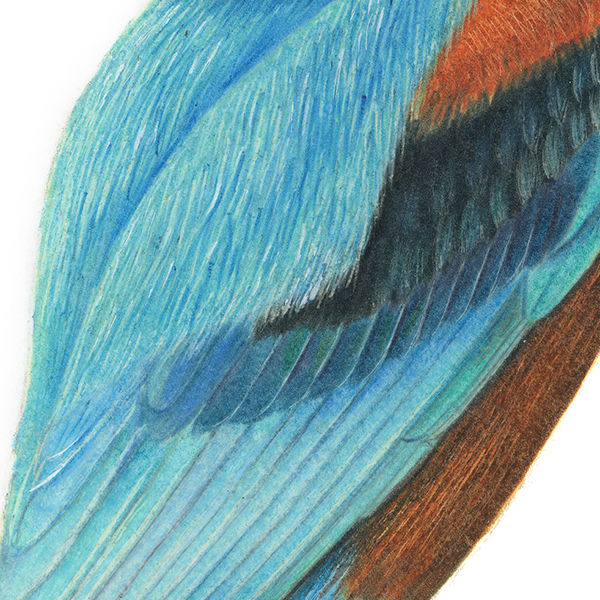 Thumbnail: White-throated Kingfisher illustration