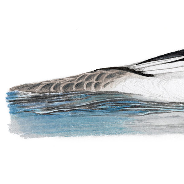 Thumbnail: Common Merganser illustration