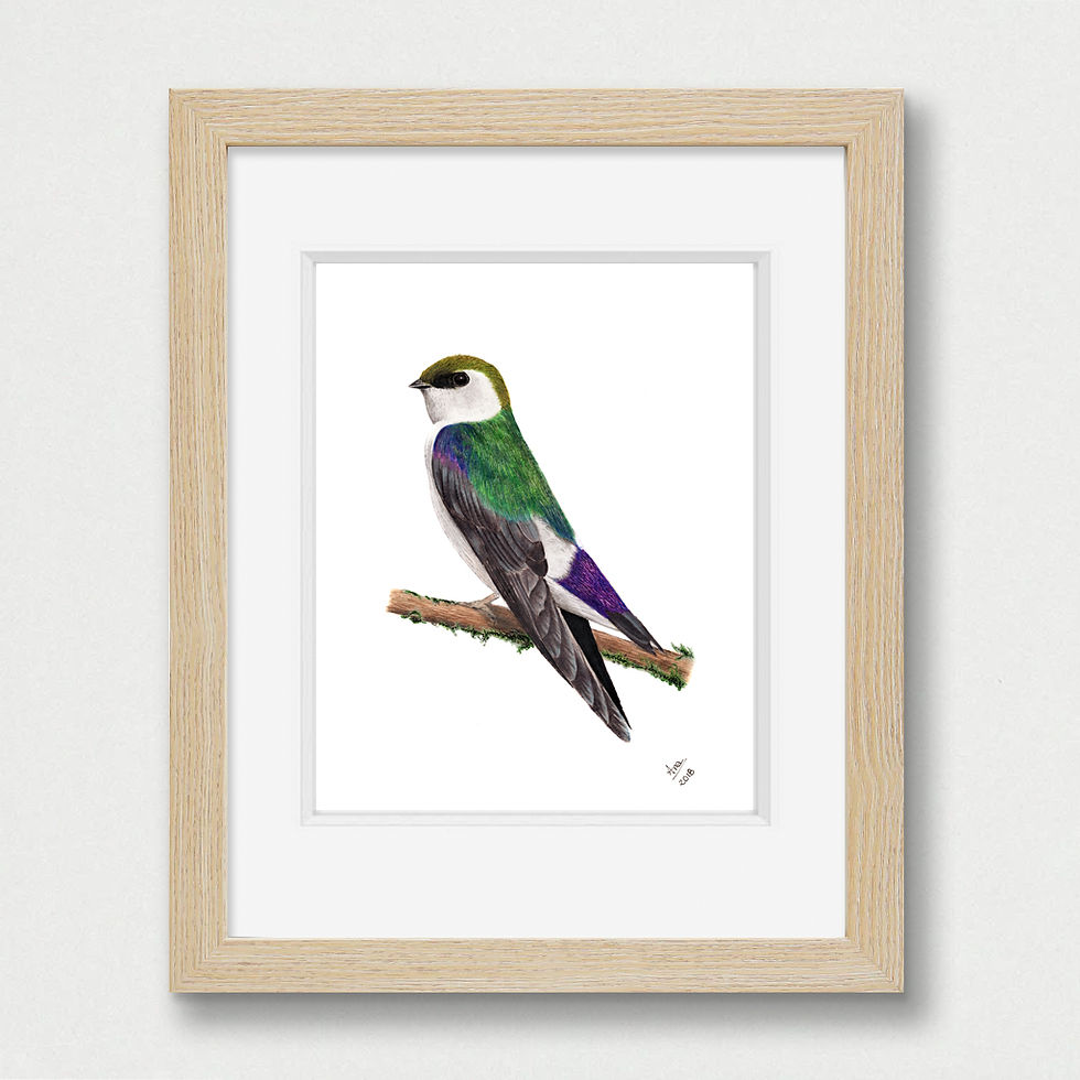 Thumbnail: Violet-green Swallow illustration