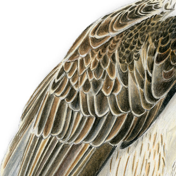Thumbnail: Philippine Eagle illustration