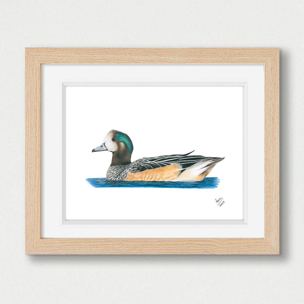 Thumbnail: Chiloé Wigeon (Mareca sibilatrix) – Giclée Print