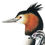 Thumbnail: Great Crested Grebe illustration