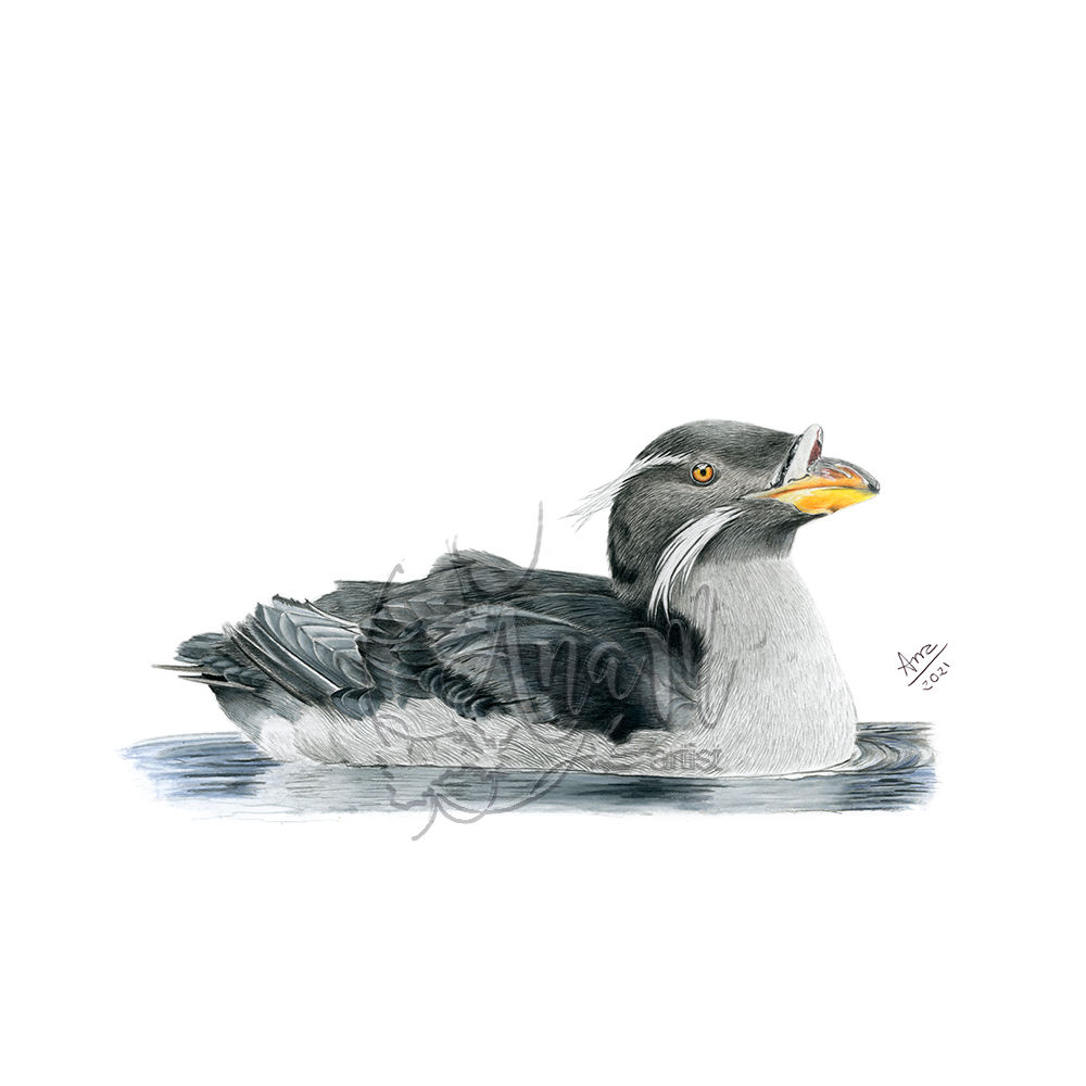 Rhinoceros Auklet (Cerorhinca monocerata) - Giclée Print