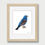Thumbnail: Blue Grosbeak illustration