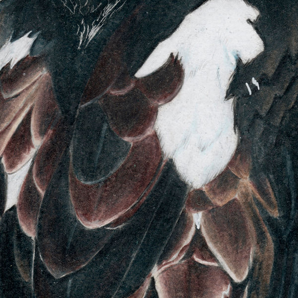 Thumbnail: Imperial Eagle (Aquila heliaca) - Giclée Print