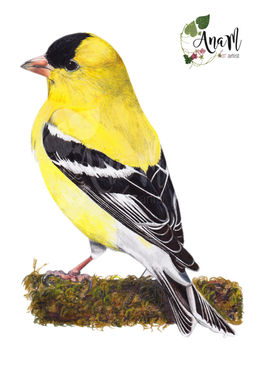 American Goldfinch, Bird illustration for Wingspan Base Game.