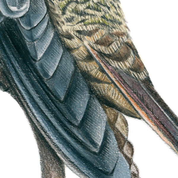 Thumbnail: Saw-billed Hermit (Ramphodon naevius) – Original Drawing