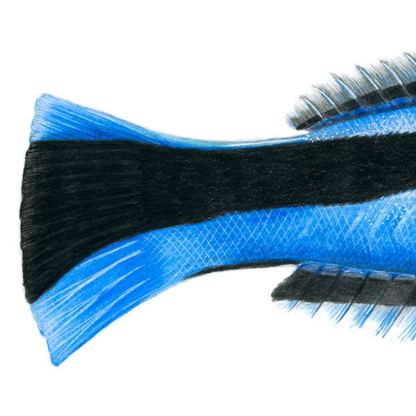 Thumbnail: Bluestreak Cleaner Wrasse (Labroides dimidiatus)  Original Drawing