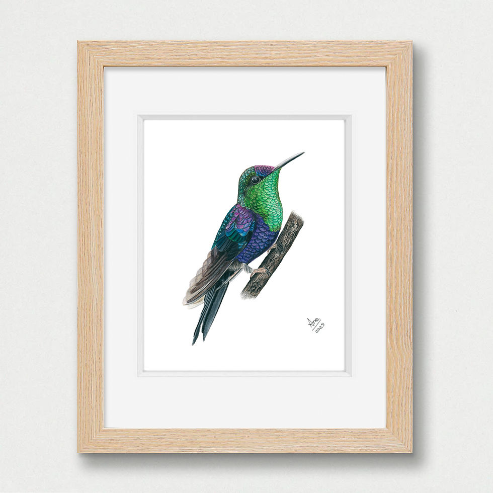 Thumbnail: Crowned Woodnymph (Thalurania colombica) – Giclée Print