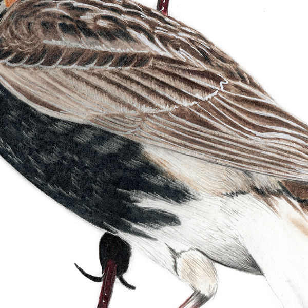 Thumbnail: Chestnut-collared Longspur illustration