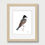 Thumbnail: Eastern Kingbird illustration