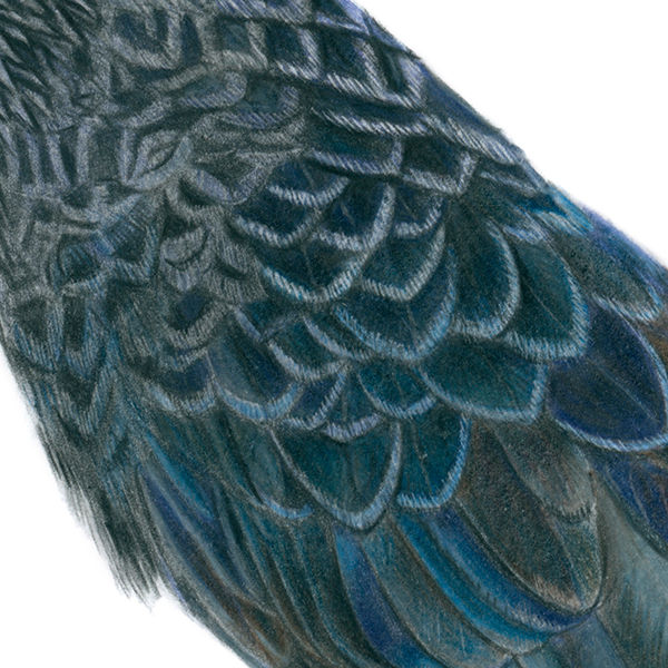 Thumbnail: Smooth-billed Ani (Crotophaga ani) - Original Drawing