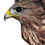 Thumbnail: Common Buzzard (Buteo buteo) - Giclée Print