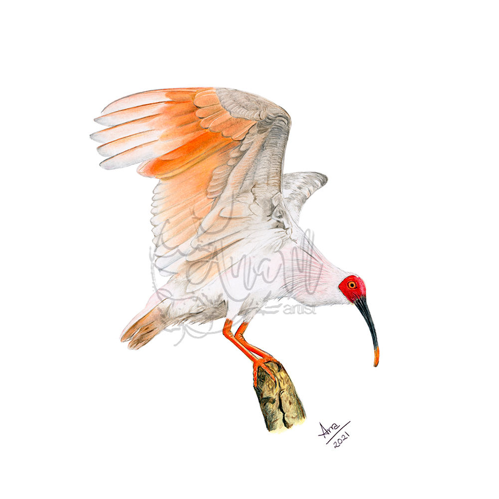 Crested Ibis (Nipponia nippon) -Realistic Drawing