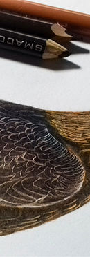 Golden Eagle illustration process