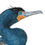 Thumbnail: Double-Crested Cormorant illustration