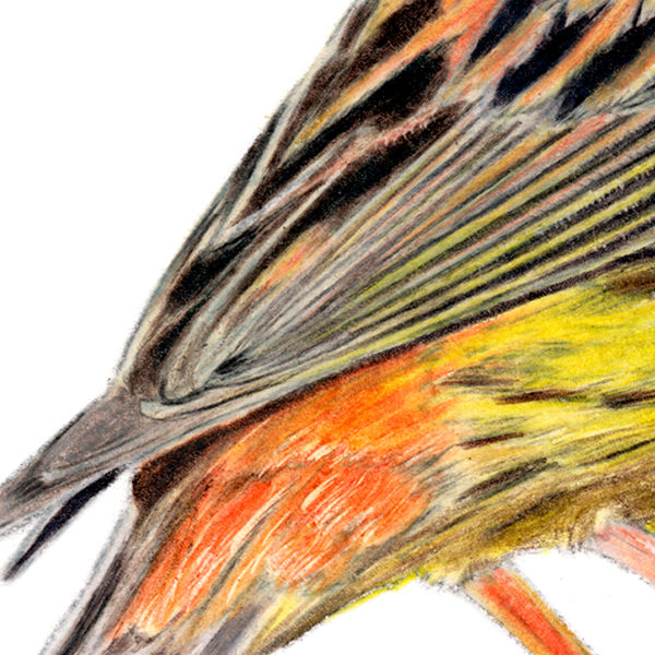 Thumbnail: Yellowhammer  (Emberiza citrinella) - Giclée Print