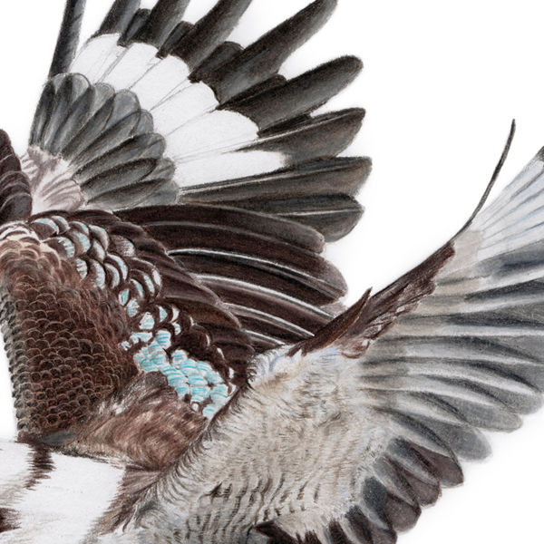 Thumbnail: Kookaburra in flight (Dacelo novaeguineae) - Giclée Print