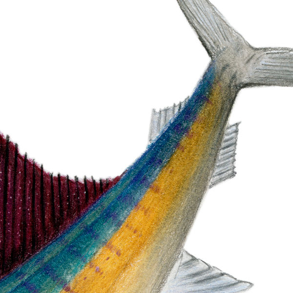 Thumbnail: Atlantic Sailfish (Istiophorus albicans) - Giclée Print