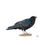 Thumbnail: Fish Crow illustration