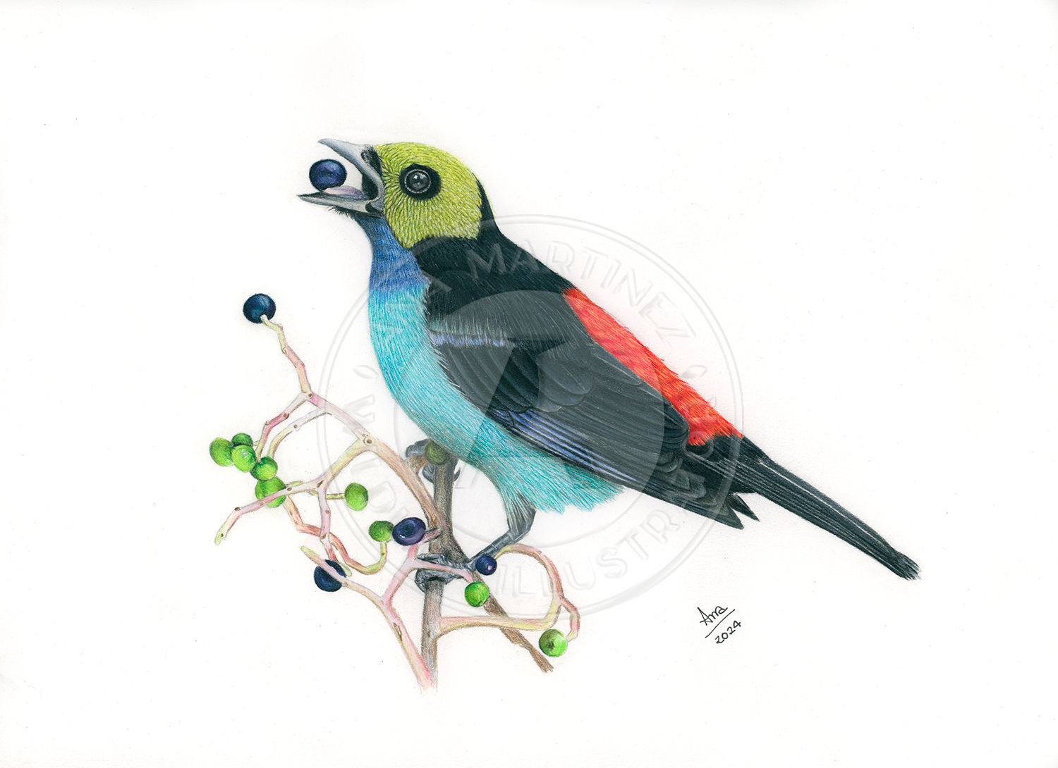 Paradise Tanager (Tangara chilensis) - Original Drawing