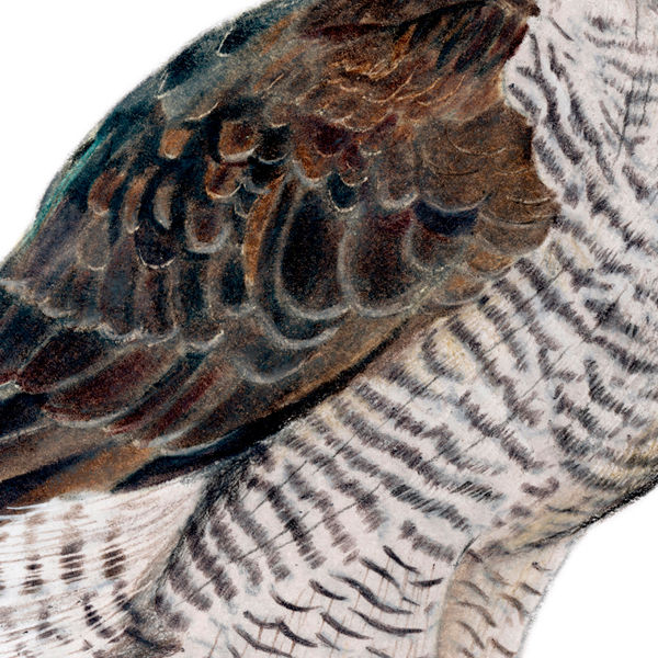 Thumbnail: Northern Goshawk (Accipiter gentilis) - Giclée Print