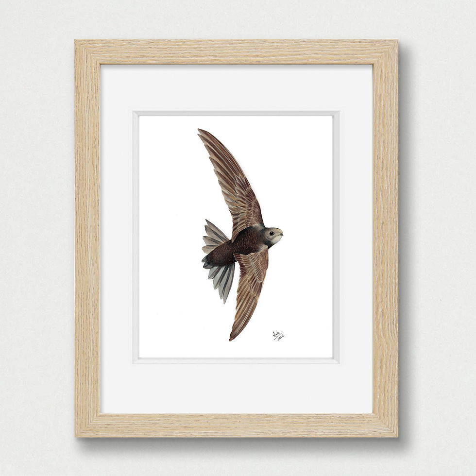 Thumbnail: Common Swift Illustration