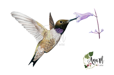 Black-chinned Hummingbird Bird illustration for Wingspan Base Game.