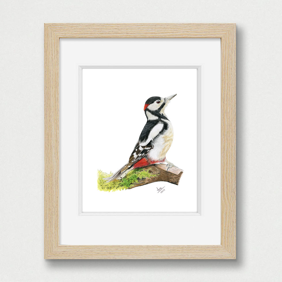 Thumbnail: Great Spotted Woodpecker (Dendrocopos major) - Giclée Prints