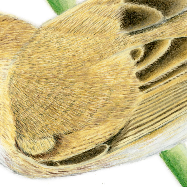 Thumbnail: Australian Reed Warbler (Acrocephalus australis) - Giclée Print