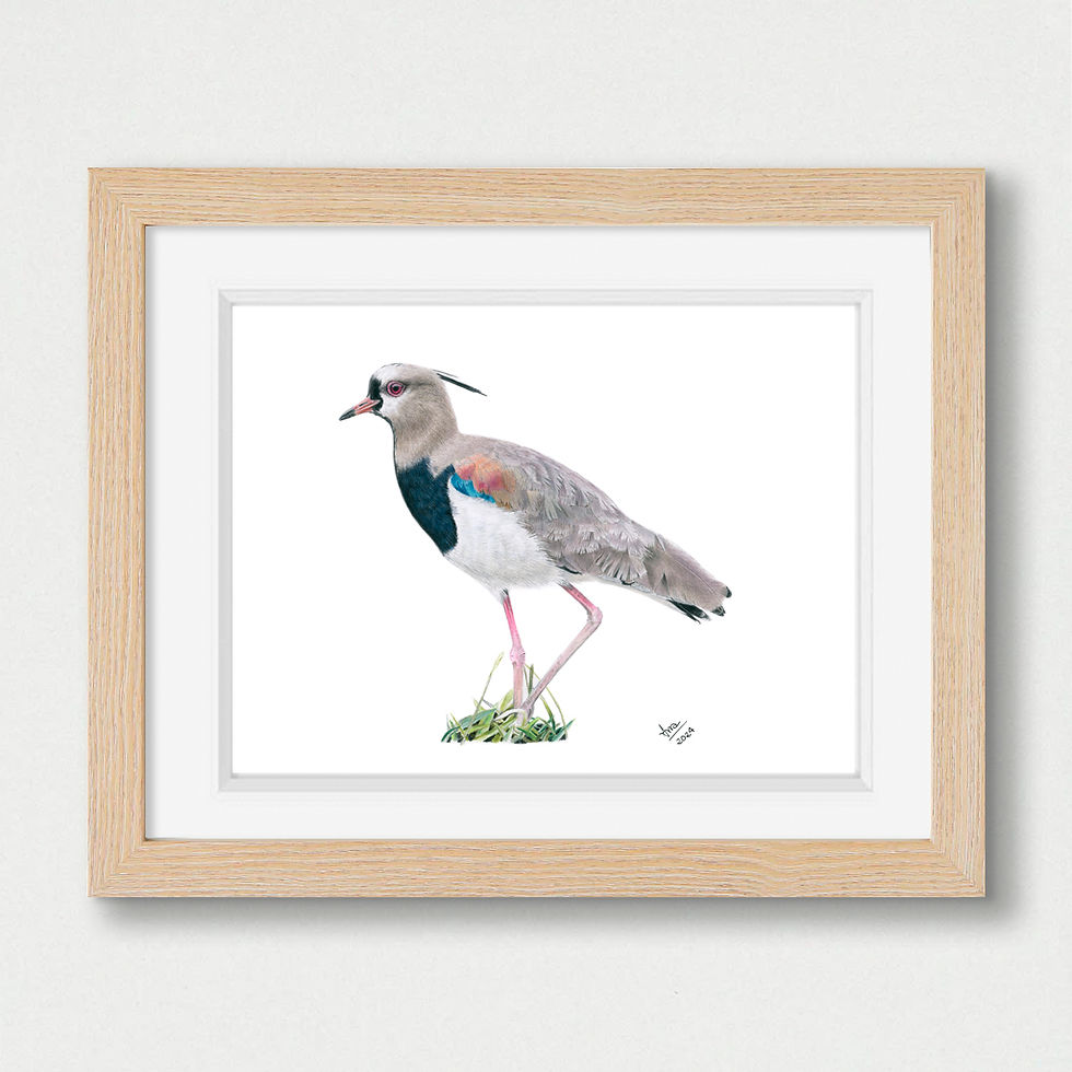 Thumbnail: Southern Lapwing (Vanellus chilensis) – Giclée Print