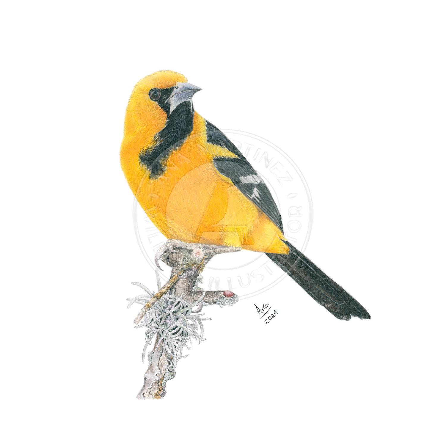 Altamira Oriole (Icterus gularis) – Giclée Print