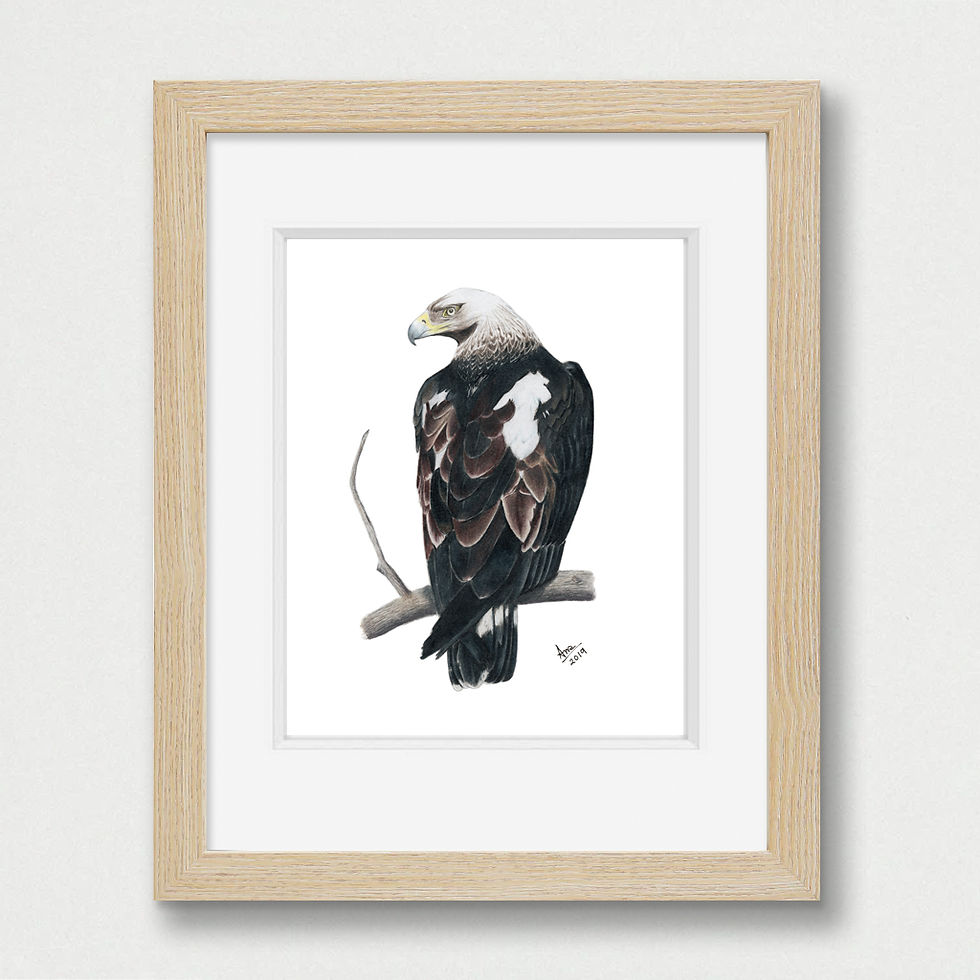 Thumbnail: Imperial Eagle (Aquila heliaca) - Giclée Print
