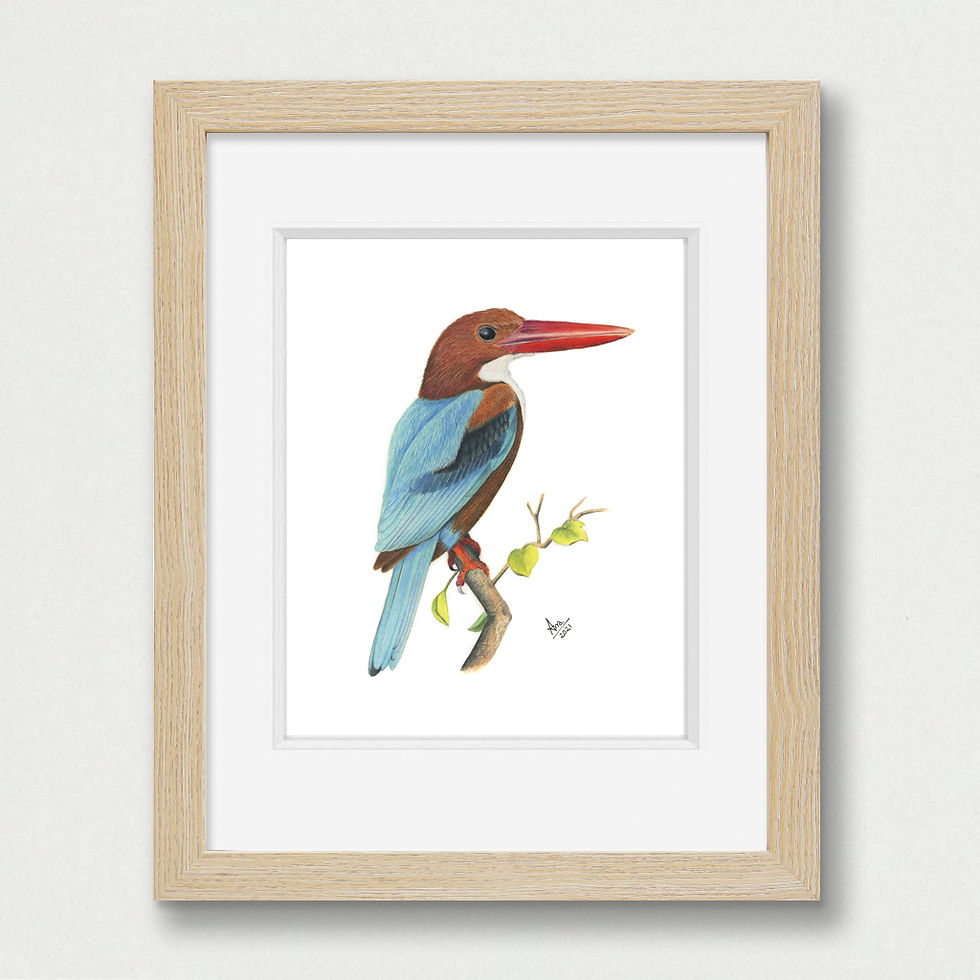 Thumbnail: White-throated Kingfisher illustration