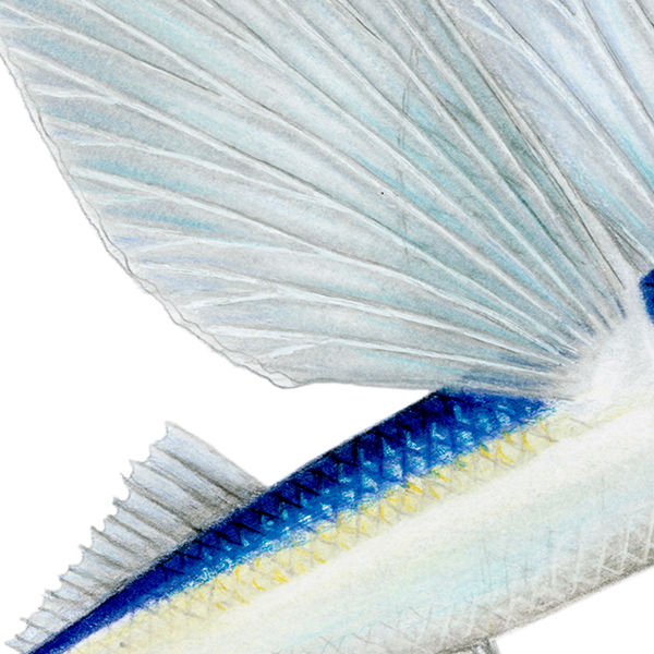 Thumbnail: Blue Flying Fish (Exocoetus volitans) - Giclée Print