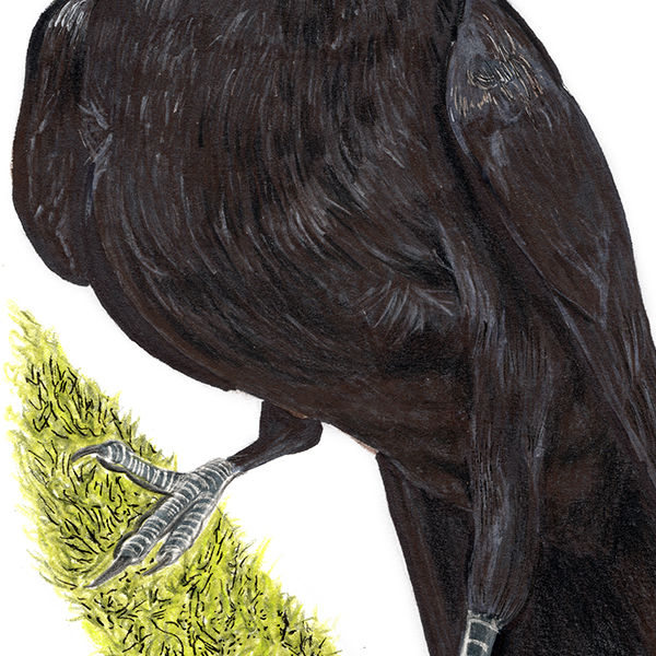 Thumbnail: American Crow illustration