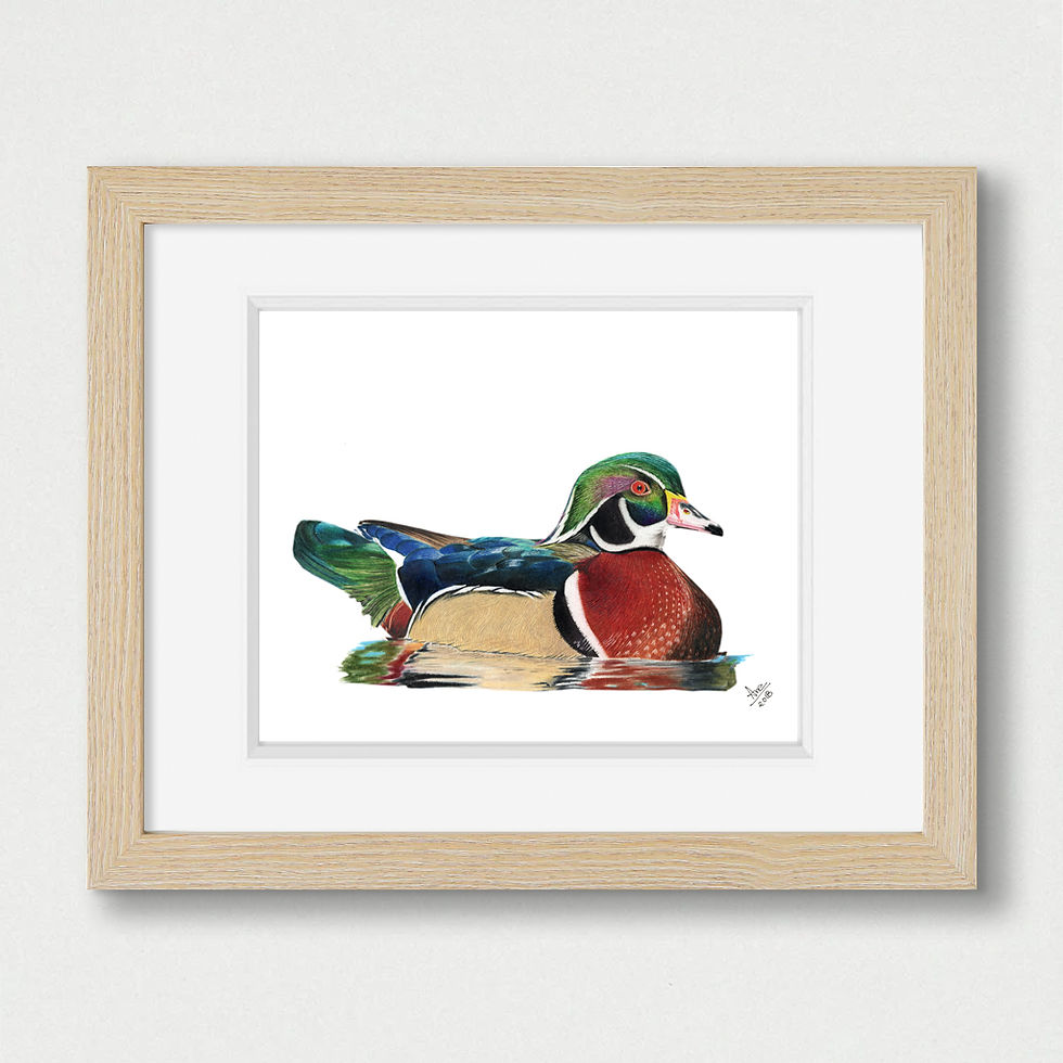 Thumbnail: Wood Duck illustration